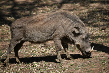 Warthog