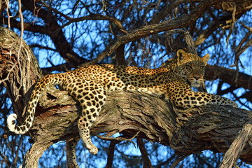 Leopard in Tree