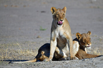 Lioness