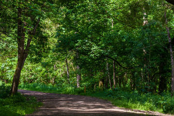 Fototapeta premium A winding dirt path leads through a lush green forest, dappled with sunlight