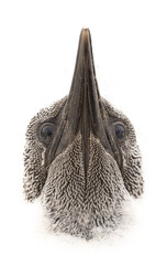 Frontal photo of a young northern gannet with raised beak. It is slowly losing his down feathers. 