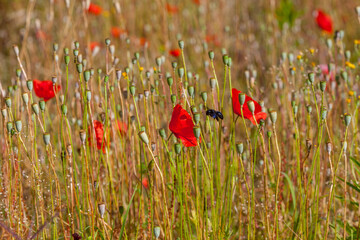 A vibrant field of red poppies swaying in the wind, with a solitary bumblebee visiting one of the flowers
