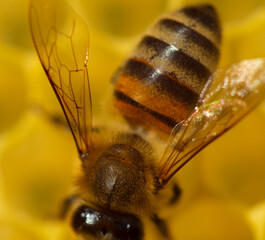 Close up of a bee on a honeycomb.
Its body, head, eyes, antennae, wings and legs are clearly visible.
