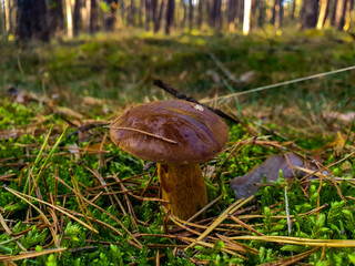 Maronen_Röhrling im Wald