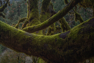 Mossy branches
