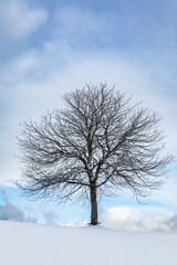 Fototapeta premium Frozen tree on winter field and blue sky. Dead tree in a wintertime season.