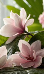 Fototapeta premium Pink magnolias against a background of tropical leaves