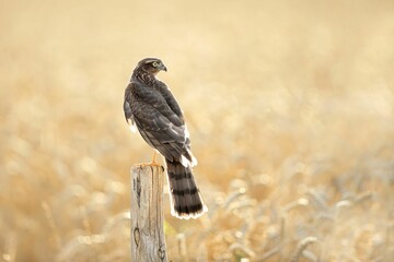 Hawk perched in a golden wheat field © Wirestock