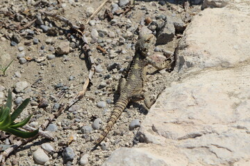 A Lizard. Rhodes. Greece. Summer 2013