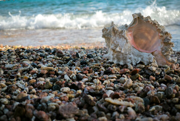 Shell on the beach. Mollusk Murex branched on the shore, against the background of the sea. Day. Autumn. Egypt.