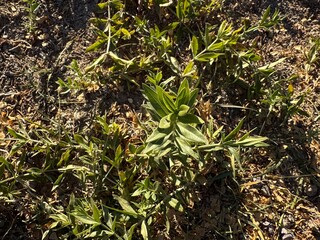 Ononis viscosa subsp. breviflora growing in the field in autumn. Plant with sticky, glandular hairy leaves. Anonis lutea viscosa latifolia minor, flore pallido. Family Fabaceae.
