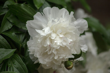 Macro White peony after rain on blurred green garden background. High quality photo