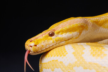 Close up of golden yellow python with tongue hanging out on black background. tree snake