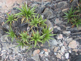 Beautiful Vellozia plants in a rock field at the top of Serra do Cipó
