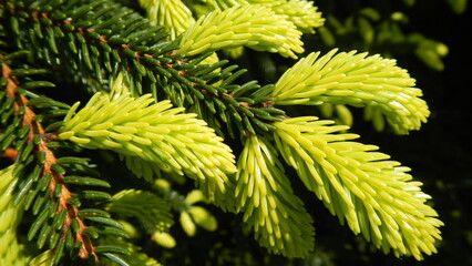 Spring fresh green shoots and needles of Spruce tree on sunny spring day - close-up, natural background. Topics: coniferous tree, natural environment, forestry, season, vegetation, weather, nature