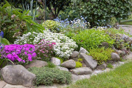 Beautiful colorful spring rock garden, blooming flowers
