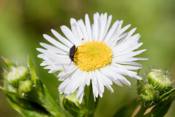 Obraz premium A close-up shot of various bugs on a vibrant flower, surrounded by lush green grass. The flower’s petals are in full bloom, showcasing bright colors that attract a variety of insects. 