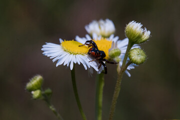 A close-up shot of various bugs on a vibrant flower, surrounded by lush green grass. The flower’s petals are in full bloom, showcasing bright colors that attract a variety of insects. 