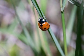 A close-up shot of various bugs on a vibrant flower, surrounded by lush green grass. The flower’s petals are in full bloom, showcasing bright colors that attract a variety of insects. 