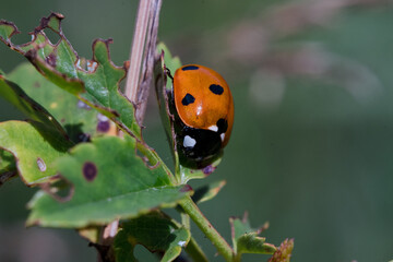 A close-up shot of various bugs on a vibrant flower, surrounded by lush green grass. The flower’s petals are in full bloom, showcasing bright colors that attract a variety of insects. 
