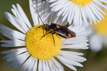 A close-up shot of various bugs on a vibrant flower, surrounded by lush green grass. The flower’s petals are in full bloom, showcasing bright colors that attract a variety of insects. 