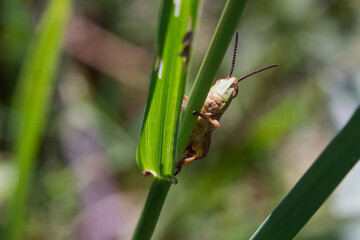 A close-up shot of various bugs on a vibrant flower, surrounded by lush green grass. The flower’s petals are in full bloom, showcasing bright colors that attract a variety of insects. 