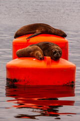 Seals on a Buoy