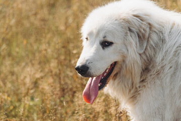 huge white Pyrenean Mountain Dog sitting in field outdoors in sunny day, close-up view of muzzle, dogwalking concept, copy space