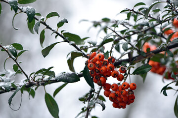 Winter rowan tree under snow close-up. Groups of bright red berries, mountain ash. branch of red rowan in snow. red berries in early spring. winter background, cold season. autumn, first frost