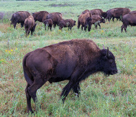 Bison on Kansas prairie following his herd. These bison live on the Flint Hills prairie in south central Kansas.