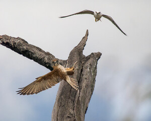 Brown Falcon challenged by Black-shouldered Kite