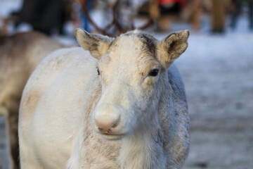 portrait of a white deer