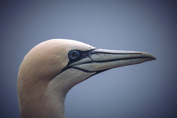 Basstölpel Portrait 