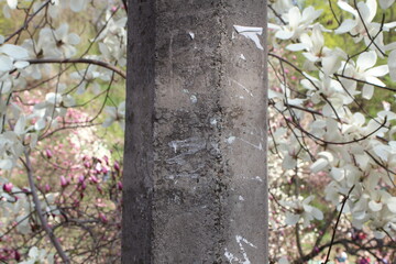 Walking around Kyiv. Blooming magnolias. Spring. 2013