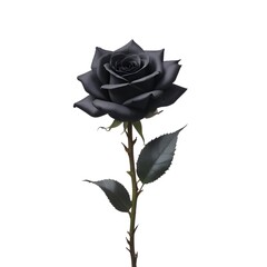 A black rose with dark petals and leaves on a stem