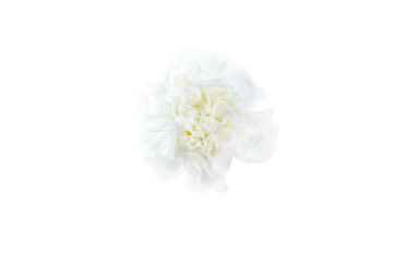 white carnation flower macro isolated on transparent background
