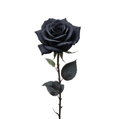 A black rose with dark petals and leaves on a stem