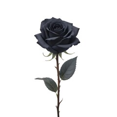 A black rose with dark petals and leaves on a stem