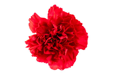 red carnation flower isolated on transparent background