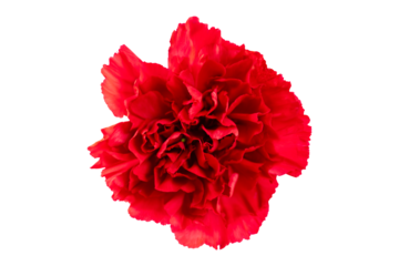red carnation flower isolated on transparent background