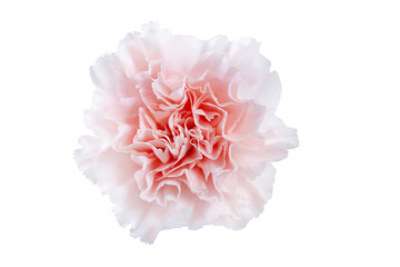 pink carnation flower macro isolated on transparent background