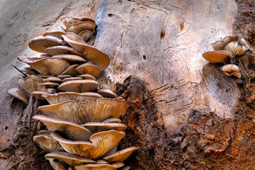Close up of a mushroom. Mushrooms, one of nature's wonderful creatures. Nature background.