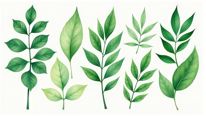 Green leaves on a white background.  illustration for your design