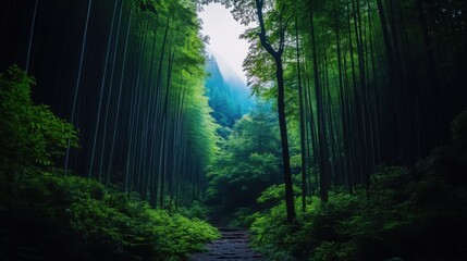 Naklejka premium Lush Green Bamboo Forest with Soft Mist and Light Filtering Through Trees Creating a Serene, Tranquil Atmosphere for Nature Lovers and Outdoor Enthusiasts