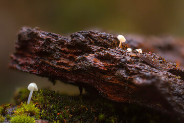 Mushrooms, one of nature's wonderful creatures. Photographs of mushrooms captured in their natural habitat. Nature background.