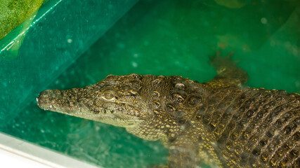 green crocodile behind glass on a crocodile farm, enclosures,  behind glass, decorations,...