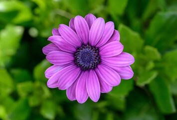Obraz premium Purple daisy