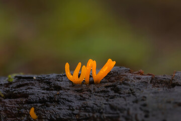 Obraz premium Mushroom. Mushrooms, one of nature's wonderful creatures. Nature background. Golden spindles. 