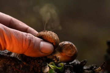 Puffball Mushroom. Mushrooms, one of nature's wonderful creatures. Nature background.