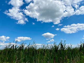 Fototapeta premium green grass and blue sky